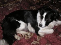 My First Dog: Lady's Story - Dreya's World