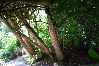 The Lost Gardens of Heligan - Dreya's World