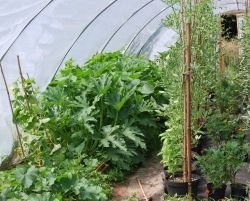 How to Start a Vegetable Polytunnel - Dreya's World