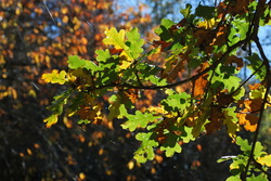 Oak leaves in sunlight - Dreya's World