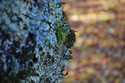 Lichens - Dreya's World