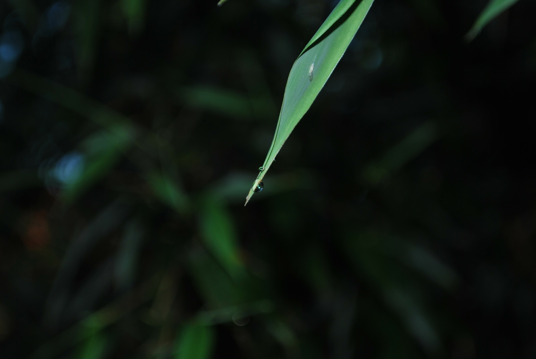 Morning dew on bamboo - Dreya's World